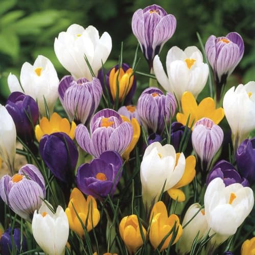 CUIKWA Krokus zwiebeln mischung, wirklich winterharte und mehrjährige Krokusknollen/Blumen/Zwiebeln für Garten, Topf und Balkon-15 Zwiebeln-H von CUIKWA