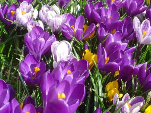CUIKWA Krokus zwiebeln mischung, wirklich winterharte und mehrjährige Krokusknollen/Blumen/Zwiebeln für Garten, Topf und Balkon-15 Zwiebeln-I von CUIKWA
