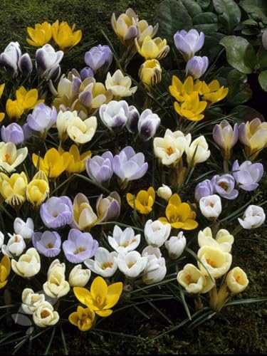CUIKWA Krokus zwiebeln mischung, wirklich winterharte und mehrjährige Krokusknollen/Blumen/Zwiebeln für Garten, Topf und Balkon-15 Zwiebeln-J von CUIKWA