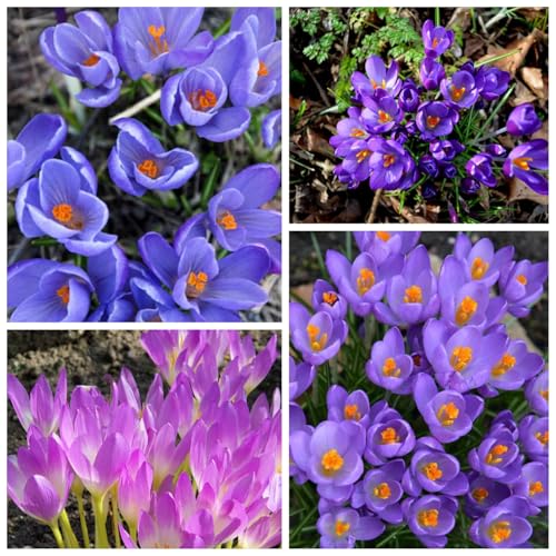 CUIKWA Krokus zwiebeln mischung, wirklich winterharte und mehrjährige Krokusknollen/Blumen/Zwiebeln für Garten, Topf und Balkon-4 Zwiebeln-D von CUIKWA