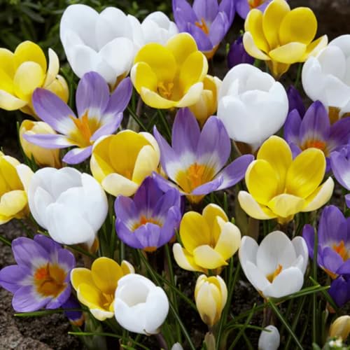 CUIKWA Krokus zwiebeln mischung, wirklich winterharte und mehrjährige Krokusknollen/Blumen/Zwiebeln für Garten, Topf und Balkon-6 Zwiebeln-E von CUIKWA