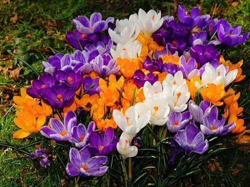 CUIKWA Krokus zwiebeln mischung, wirklich winterharte und mehrjährige Krokusknollen/Blumen/Zwiebeln für Garten, Topf und Balkon-6 Zwiebeln-F von CUIKWA