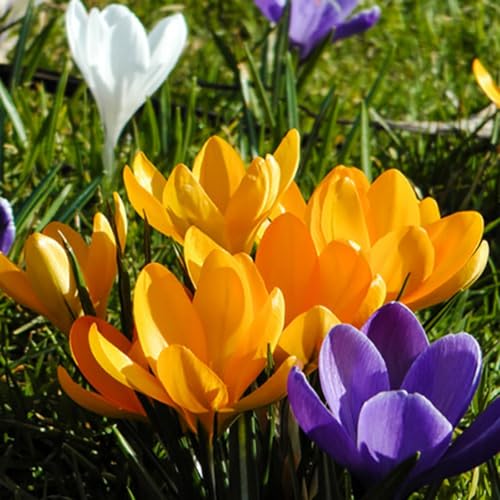 CUIKWA Krokus zwiebeln mischung, wirklich winterharte und mehrjährige Krokusknollen/Blumen/Zwiebeln für Garten, Topf und Balkon-8 Zwiebeln-G von CUIKWA