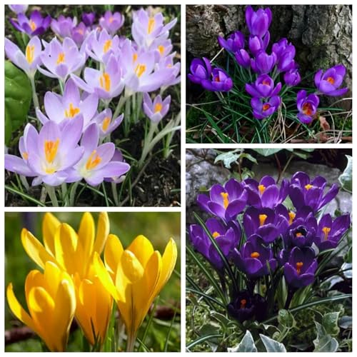 CUIKWA Riesen-Krokuszwiebel-Mix, wirklich winterharte und mehrjährige Krokusknollen/Blumen/Zwiebeln für Gärten, Töpfe und Balkone-10 Zwiebeln-A von CUIKWA