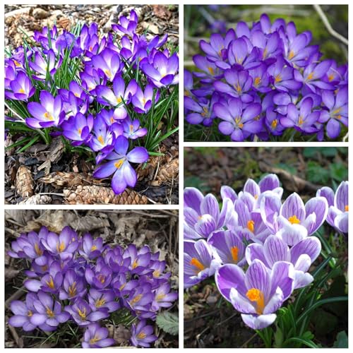 CUIKWA Riesen-Krokuszwiebel-Mix, wirklich winterharte und mehrjährige Krokusknollen/Blumen/Zwiebeln für Gärten, Töpfe und Balkone-10 Zwiebeln-J von CUIKWA