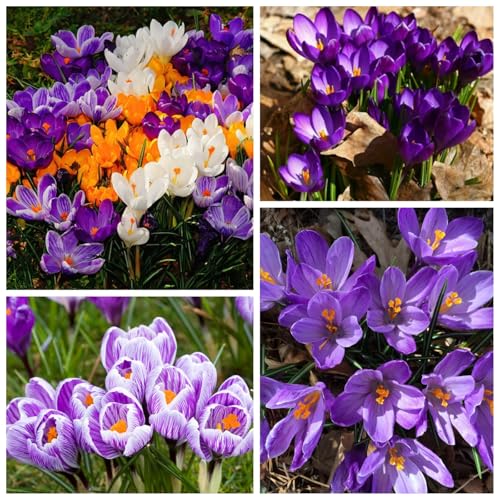 CUIKWA Riesen-Krokuszwiebel-Mix, wirklich winterharte und mehrjährige Krokusknollen/Blumen/Zwiebeln für Gärten, Töpfe und Balkone-15 Zwiebeln-E von CUIKWA
