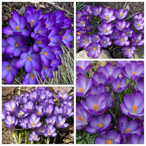 CUIKWA Riesen-Krokuszwiebel-Mix, wirklich winterharte und mehrjährige Krokusknollen/Blumen/Zwiebeln für Gärten, Töpfe und Balkone-15 Zwiebeln-G von CUIKWA