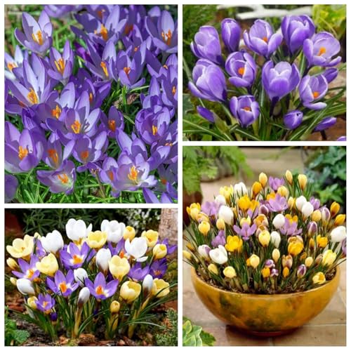CUIKWA Riesen-Krokuszwiebel-Mix, wirklich winterharte und mehrjährige Krokusknollen/Blumen/Zwiebeln für Gärten, Töpfe und Balkone-6 Zwiebeln-B von CUIKWA