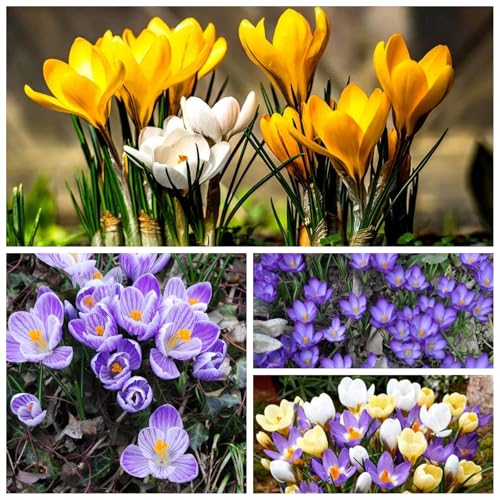 CUIKWA Riesen-Krokuszwiebel-Mix, wirklich winterharte und mehrjährige Krokusknollen/Blumen/Zwiebeln für Gärten, Töpfe und Balkone-6 Zwiebeln-F von CUIKWA
