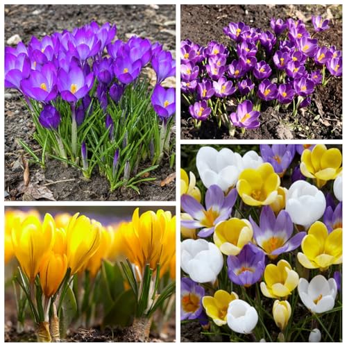 CUIKWA Riesen-Krokuszwiebel-Mix, wirklich winterharte und mehrjährige Krokusknollen/Blumen/Zwiebeln für Gärten, Töpfe und Balkone-6 Zwiebeln-H von CUIKWA