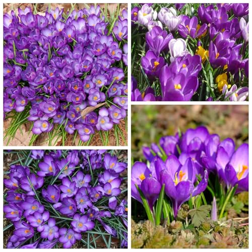 CUIKWA Riesen-Krokuszwiebel-Mix, wirklich winterharte und mehrjährige Krokusknollen/Blumen/Zwiebeln für Gärten, Töpfe und Balkone-6 Zwiebeln-I von CUIKWA