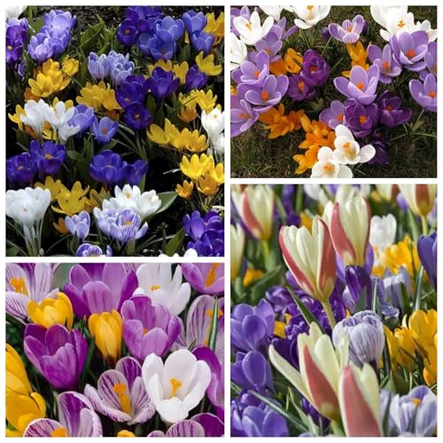 CUIKWA Riesen-Krokuszwiebel-Mix, wirklich winterharte und mehrjährige Krokusknollen/Blumen/Zwiebeln für Gärten, Töpfe und Balkone-8 Zwiebeln-C von CUIKWA
