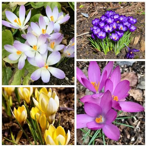CUIKWA Riesen-Krokuszwiebel-Mix, wirklich winterharte und mehrjährige Krokusknollen/Blumen/Zwiebeln für Gärten, Töpfe und Balkone-8 Zwiebeln-D von CUIKWA