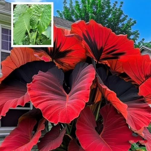 CUIKWA Schattenbeständiger und leicht zu lebender Elefantenohr Bällchen-ein Muss für Garten Schatten Dekoration-10 zwiebeln-G CUIKWA Schattenbeständiger und leicht zu lebender Elefantenohr Bällchen-ein Muss für Garten Schatten Dekoration-10 zwiebeln-G von CUIKWA