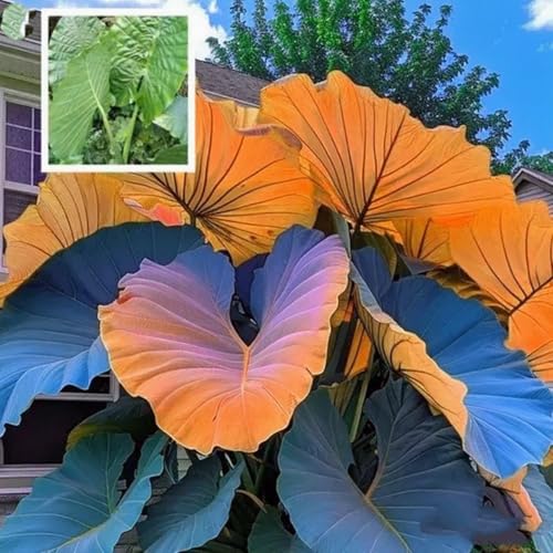 CUIKWA Schattenbeständiger und leicht zu lebender Elefantenohr Bällchen-ein Muss für Garten Schatten Dekoration-3 zwiebeln-F CUIKWA Schattenbeständiger und leicht zu lebender Elefantenohr Bällchen-ein Muss für Garten Schatten Dekoration-3 zwiebeln-F von CUIKWA