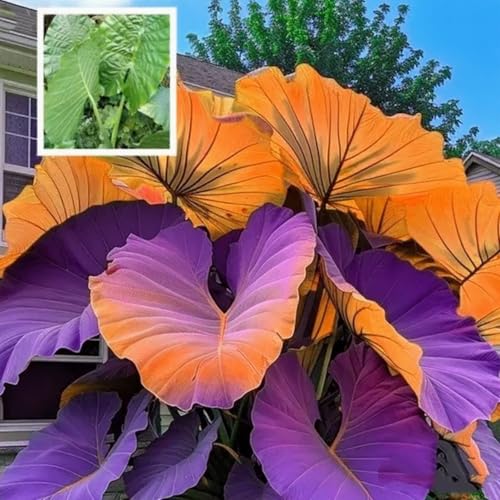 CUIKWA Schattenbeständiger und leicht zu lebender Elefantenohr Bällchen-ein Muss für Garten Schatten Dekoration-5 zwiebeln-B CUIKWA Schattenbeständiger und leicht zu lebender Elefantenohr Bällchen-ein Muss für Garten Schatten Dekoration-5 zwiebeln-B von CUIKWA