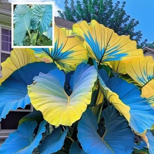 CUIKWA Schattenbeständiger und leicht zu lebender Elefantenohr Bällchen-ein Muss für Garten Schatten Dekoration-5 zwiebeln-C CUIKWA Schattenbeständiger und leicht zu lebender Elefantenohr Bällchen-ein Muss für Garten Schatten Dekoration-5 zwiebeln-C von CUIKWA