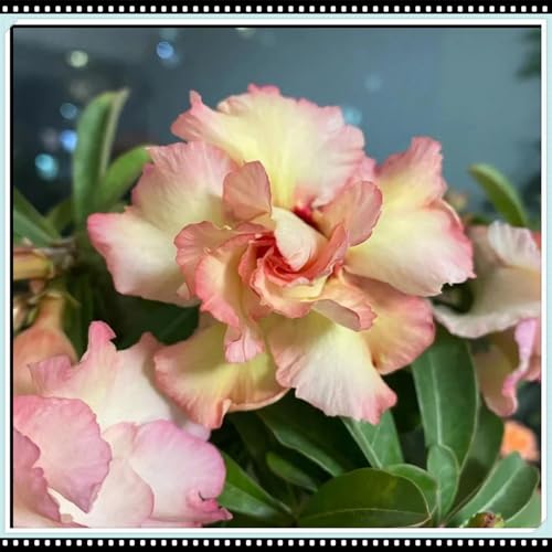 CUIKWA Seltene Wüstenrose/Kälteresistente Topfpflanze/Balkondeko/Wüstenrose Rhizom-2Rhizom-D von CUIKWA
