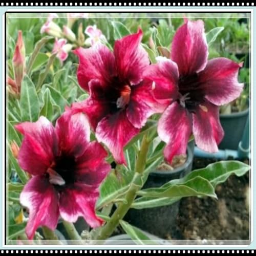 CUIKWA Seltene Wüstenrose/Kälteresistente Topfpflanze/Balkondeko/Wüstenrose Rhizom-2Rhizom-J von CUIKWA