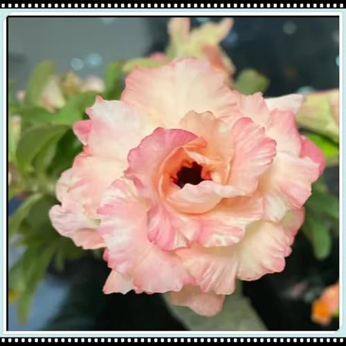 CUIKWA Seltene Wüstenrose/Kälteresistente Topfpflanze/Balkondeko/Wüstenrose Rhizom-3 Rhizom-A von CUIKWA