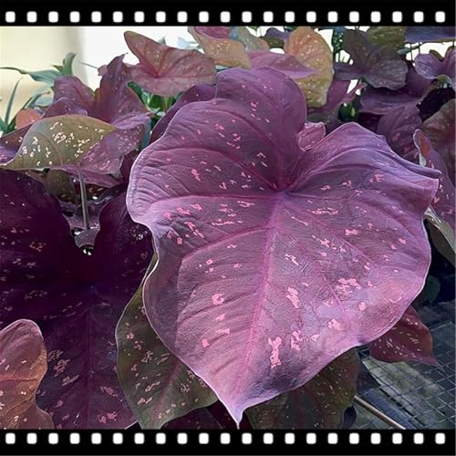 CUIKWA Seltenes Elefantenohr/mehrjährig/winterhart/für Freilandpflanzung geeignet/Elefantenohrknollen-3 PCS-J CUIKWA Seltenes Elefantenohr/mehrjährig/winterhart/für Freilandpflanzung geeignet/Elefantenohrknollen-3 PCS-J von CUIKWA