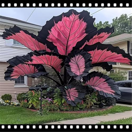 CUIKWA Seltenes Elefantenohr/mehrjährig/winterhart/für Freilandpflanzung geeignet/Elefantenohrknollen-8 PCS-E CUIKWA Seltenes Elefantenohr/mehrjährig/winterhart/für Freilandpflanzung geeignet/Elefantenohrknollen-8 PCS-E von CUIKWA