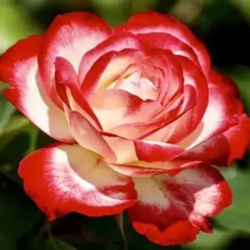 CUIKWA Strauchrose Eden Rose - Rosen-Blüte in lichtgelb mit rosa Rand Duftrose winterhart - Pflanzen in Top Qualität-2Zwiebel-C von CUIKWA