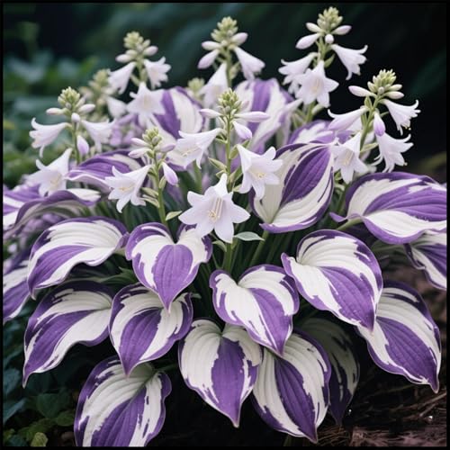 CUIKWA Winterhart Funkien Pflanze Hosta-Zwiebeln. Kältebeständige Blattpflanze, geeignet für Innenhöfe, Balkone, Beete usw-4 zwiebeln-B von CUIKWA