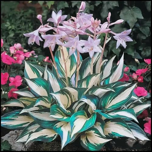 CUIKWA Winterhart Funkien Pflanze Hosta-Zwiebeln. Kältebeständige Blattpflanze, geeignet für Innenhöfe, Balkone, Beete usw-4 zwiebeln-C von CUIKWA