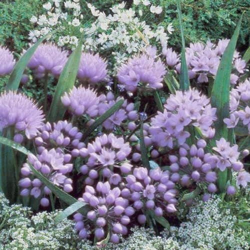 CUIKWA Winterharte, mehrjährige Alliumpflanze/Garten-Allium-Dekoration für den Außenbereich/Kugelblume-4zwiebeln-B CUIKWA Winterharte, mehrjährige Alliumpflanze/Garten-Allium-Dekoration für den Außenbereich/Kugelblume-4zwiebeln-B von CUIKWA