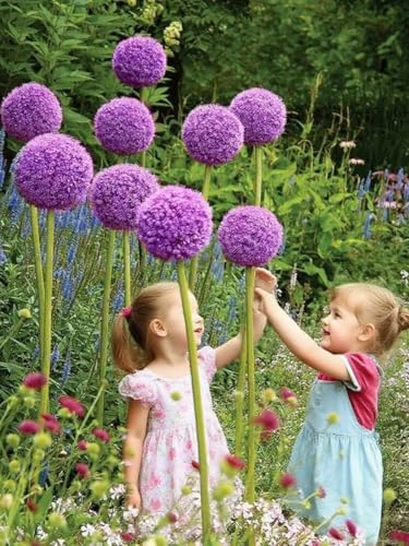 CUIKWA Winterharte, mehrjährige Alliumpflanze/Garten-Allium-Dekoration für den Außenbereich/Kugelblume-4zwiebeln-D CUIKWA Winterharte, mehrjährige Alliumpflanze/Garten-Allium-Dekoration für den Außenbereich/Kugelblume-4zwiebeln-D von CUIKWA