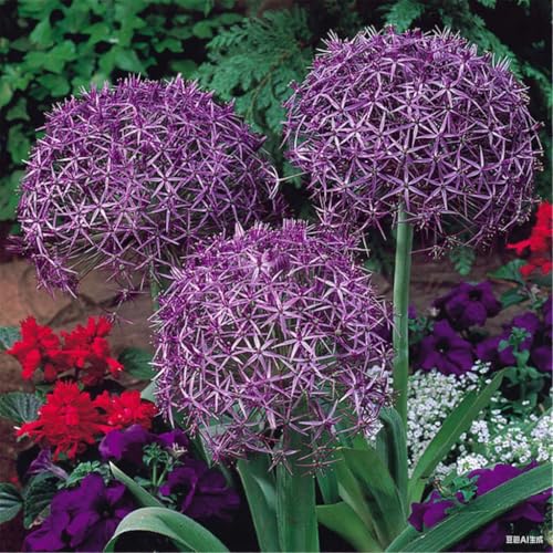 CUIKWA Winterharte, mehrjährige Alliumpflanze/Garten-Allium-Dekoration für den Außenbereich/Kugelblume-4zwiebeln-G CUIKWA Winterharte, mehrjährige Alliumpflanze/Garten-Allium-Dekoration für den Außenbereich/Kugelblume-4zwiebeln-G von CUIKWA