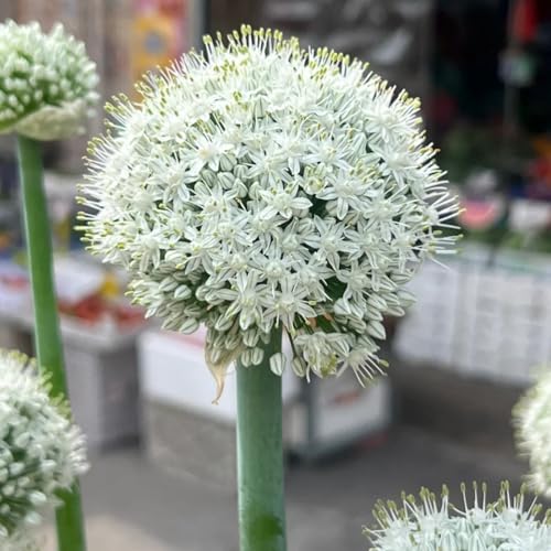 CUIKWA Winterharte, mehrjährige Alliumpflanze/Garten-Allium-Dekoration für den Außenbereich/Kugelblume-4zwiebeln-H CUIKWA Winterharte, mehrjährige Alliumpflanze/Garten-Allium-Dekoration für den Außenbereich/Kugelblume-4zwiebeln-H von CUIKWA