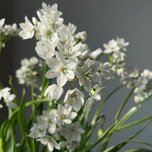 CUIKWA Winterharte, mehrjährige Alliumpflanze/Garten-Allium-Dekoration für den Außenbereich/Kugelblume-4zwiebeln-I CUIKWA Winterharte, mehrjährige Alliumpflanze/Garten-Allium-Dekoration für den Außenbereich/Kugelblume-4zwiebeln-I von CUIKWA