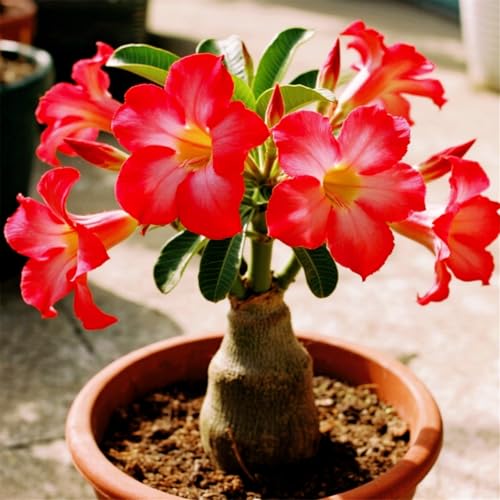 [CUIKWA] Winterharte, mehrjährige Wüstenrose Rhizom/Topfdekoration, geeignet für den Innenbereich (Topf nicht im Lieferumfang enthalten)-4Rhizom-G von CUIKWA