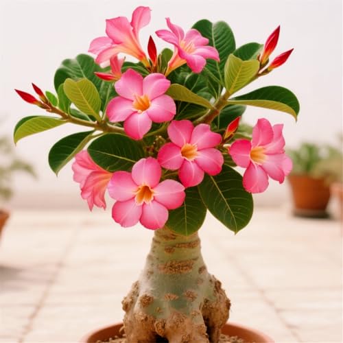 CUIKWA Winterharte, mehrjährige Wüstenrose Rhizom/Topfdekoration, geeignet für den Innenbereich (Topf nicht im Lieferumfang enthalten)-5Rhizom-G von CUIKWA