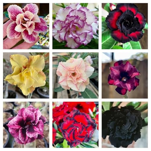 CUIKWA Winterharte, mehrjährige Wüstenrose – natürliche Elefantenbeinform – künstlerische Bonsai-Blütenpflanze-2zwiebel-C CUIKWA Winterharte, mehrjährige Wüstenrose – natürliche Elefantenbeinform – künstlerische Bonsai-Blütenpflanze-2zwiebel-C von CUIKWA