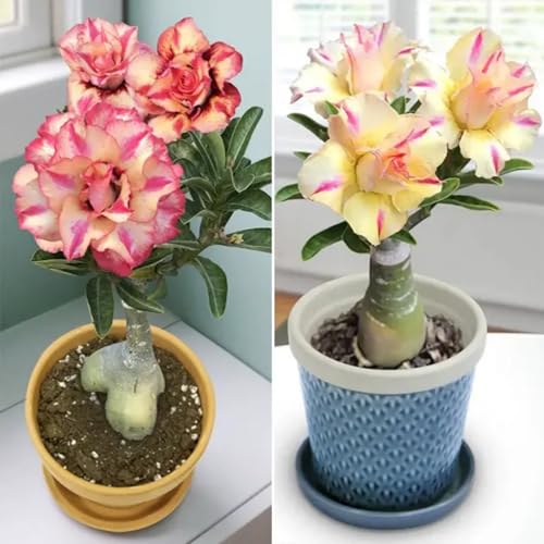 CUIKWA Winterharte, mehrjährige Wüstenrose – natürliche Elefantenbeinform – künstlerische Bonsai-Blütenpflanze-4zwiebel-E von CUIKWA