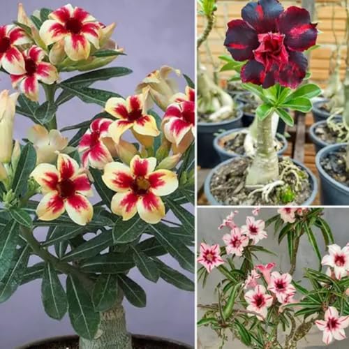 CUIKWA Winterharte, mehrjährige Wüstenrose – natürliche Elefantenbeinform – künstlerische Bonsai-Blütenpflanze-5zwiebel-B von CUIKWA