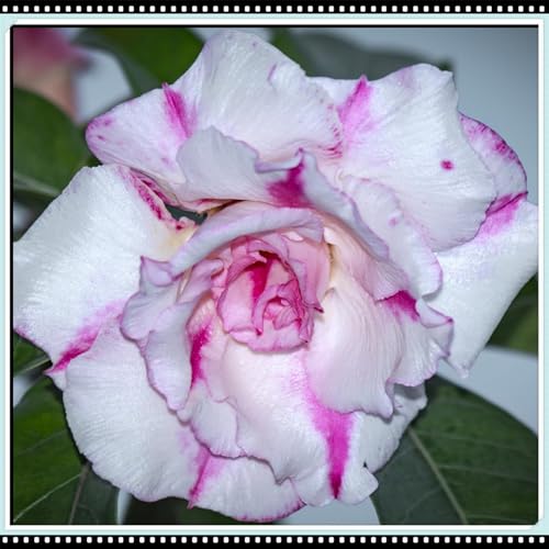 CUIKWA Winterharte Staude/Wüstenrose/Gartendeko/Knolle/Winterharte Balkondeko/Mehrjährige Wüstenrose/Überraschungsbepflanzung-1Rhizom-G CUIKWA Winterharte Staude/Wüstenrose/Gartendeko/Knolle/Winterharte Balkondeko/Mehrjährige Wüstenrose/Überraschungsbepflanzung-1Rhizom-G von CUIKWA