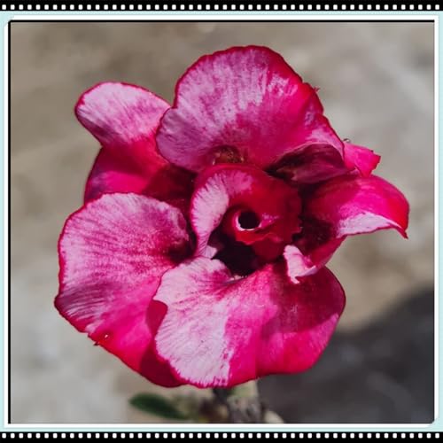 CUIKWA Winterharte Staude/Wüstenrose/Gartendeko/Knolle/Winterharte Balkondeko/Mehrjährige Wüstenrose/Überraschungsbepflanzung-3 Rhizom-C von CUIKWA