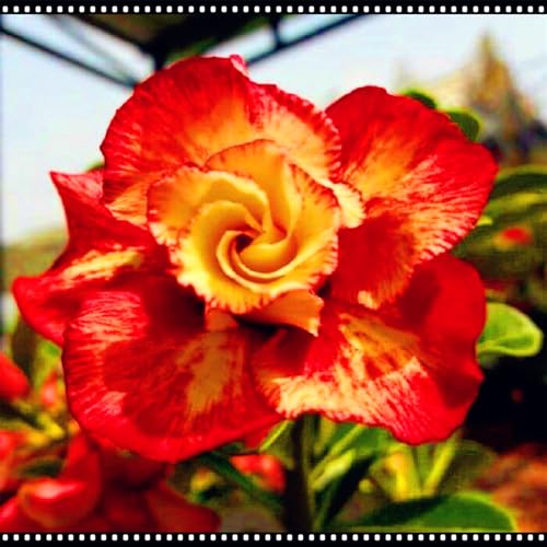 CUIKWA Wüstenrose Topfpflanze Dekoration/Büro Wohnzimmer Innenbereich/Einfach zu züchten und pflegeleicht-1Rhizom-H von CUIKWA