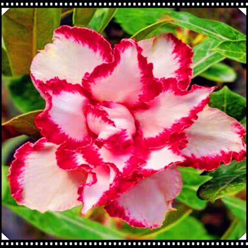 CUIKWA Wüstenrose Topfpflanze Dekoration/Büro Wohnzimmer Innenbereich/Einfach zu züchten und pflegeleicht-2Rhizom-E CUIKWA Wüstenrose Topfpflanze Dekoration/Büro Wohnzimmer Innenbereich/Einfach zu züchten und pflegeleicht-2Rhizom-E von CUIKWA