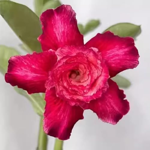 CUIKWA Wüstenrose Topfpflanze Dekoration/Büro Wohnzimmer Innenbereich/Einfach zu züchten und pflegeleicht-2Rhizom-F CUIKWA Wüstenrose Topfpflanze Dekoration/Büro Wohnzimmer Innenbereich/Einfach zu züchten und pflegeleicht-2Rhizom-F von CUIKWA