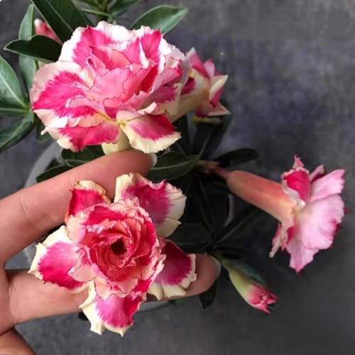 CUIKWA Wüstenrose Topfpflanze Dekoration/Büro Wohnzimmer Innendekoration/Kältebeständig und pflegeleicht-3Rhizom-D CUIKWA Wüstenrose Topfpflanze Dekoration/Büro Wohnzimmer Innendekoration/Kältebeständig und pflegeleicht-3Rhizom-D von CUIKWA