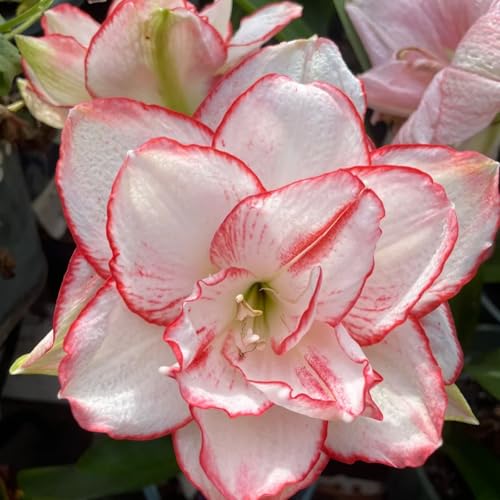Dekoration für drinnen und draußen/Kältebeständige Amaryllis/Leuchtende Farben/Blickfang in der Ecke des Hofes-1 Rhizom-A von CUIKWA