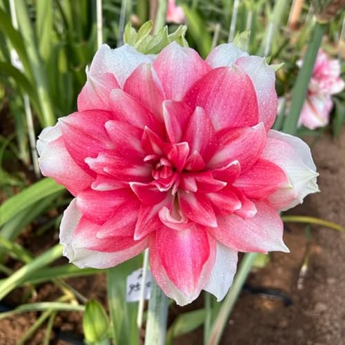 Dekoration für drinnen und draußen/Kältebeständige Amaryllis/Leuchtende Farben/Blickfang in der Ecke des Hofes-1 Rhizom-F Dekoration für drinnen und draußen/Kältebeständige Amaryllis/Leuchtende Farben/Blickfang in der Ecke des Hofes-1 Rhizom-F von CUIKWA