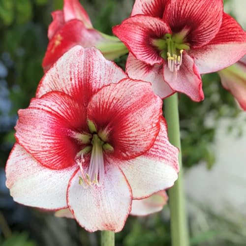 Dekoration für drinnen und draußen/Kältebeständige Amaryllis/Leuchtende Farben/Blickfang in der Ecke des Hofes-1 Rhizom-G von CUIKWA