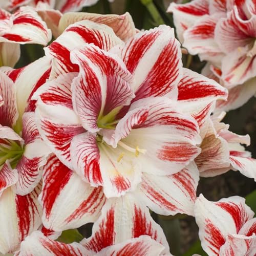 Dekoration für drinnen und draußen/Kältebeständige Amaryllis/Leuchtende Farben/Blickfang in der Ecke des Hofes-1 Rhizom-J von CUIKWA