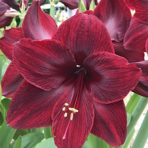 Dekoration für drinnen und draußen/Kältebeständige Amaryllis/Leuchtende Farben/Blickfang in der Ecke des Hofes-3 Rhizom-C von CUIKWA